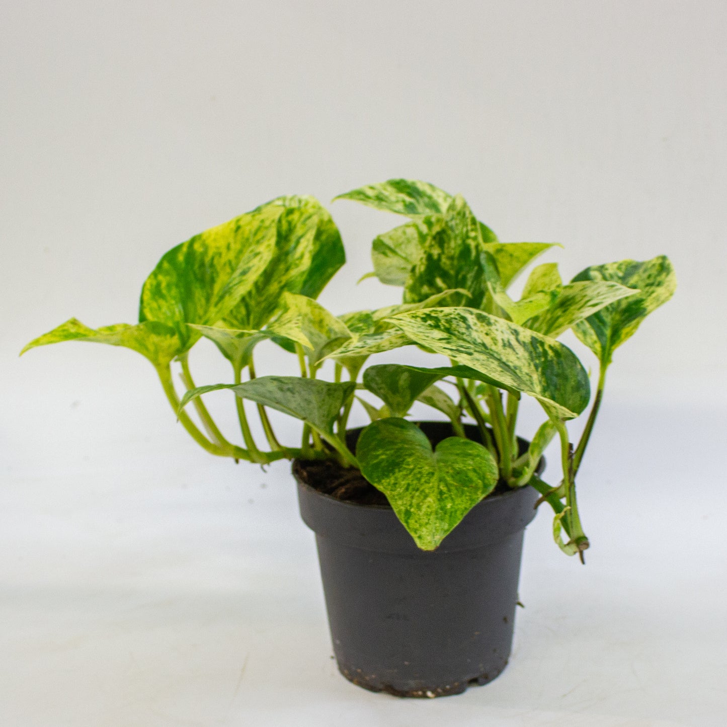 Epipremnum 'Snow Leopard' 12cm H25cm