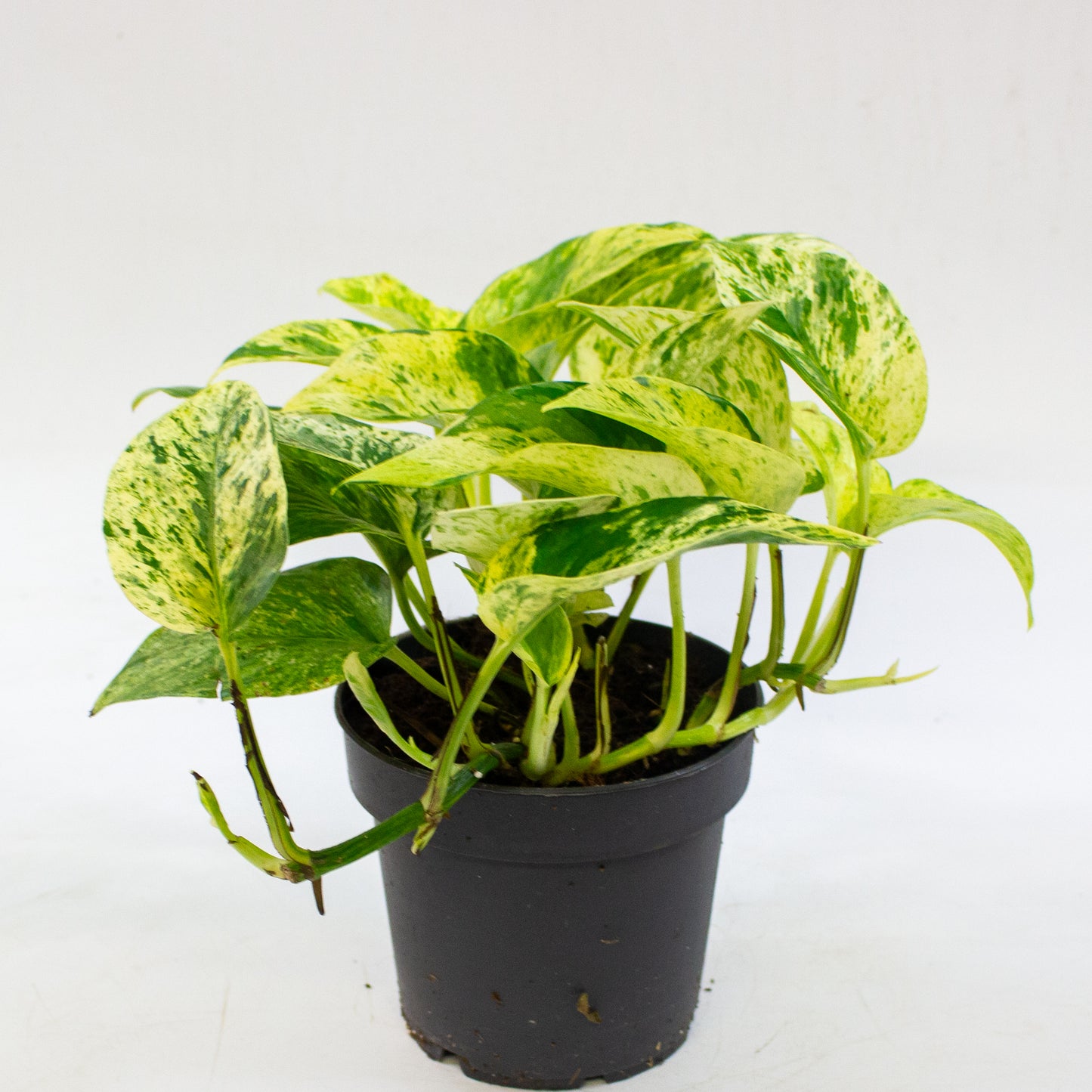 Epipremnum 'Snow Leopard' 12cm H25cm