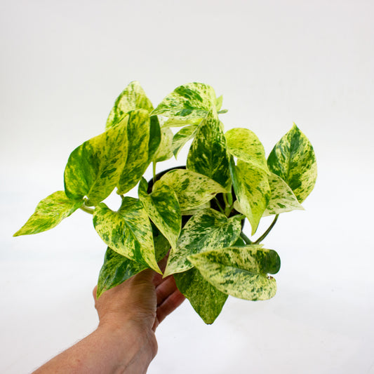 Epipremnum 'Snow Leopard' 12cm H25cm