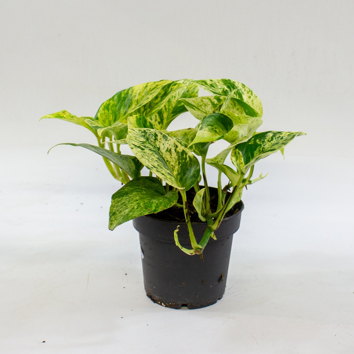 Epipremnum 'Snow Leopard' 12cm H25cm