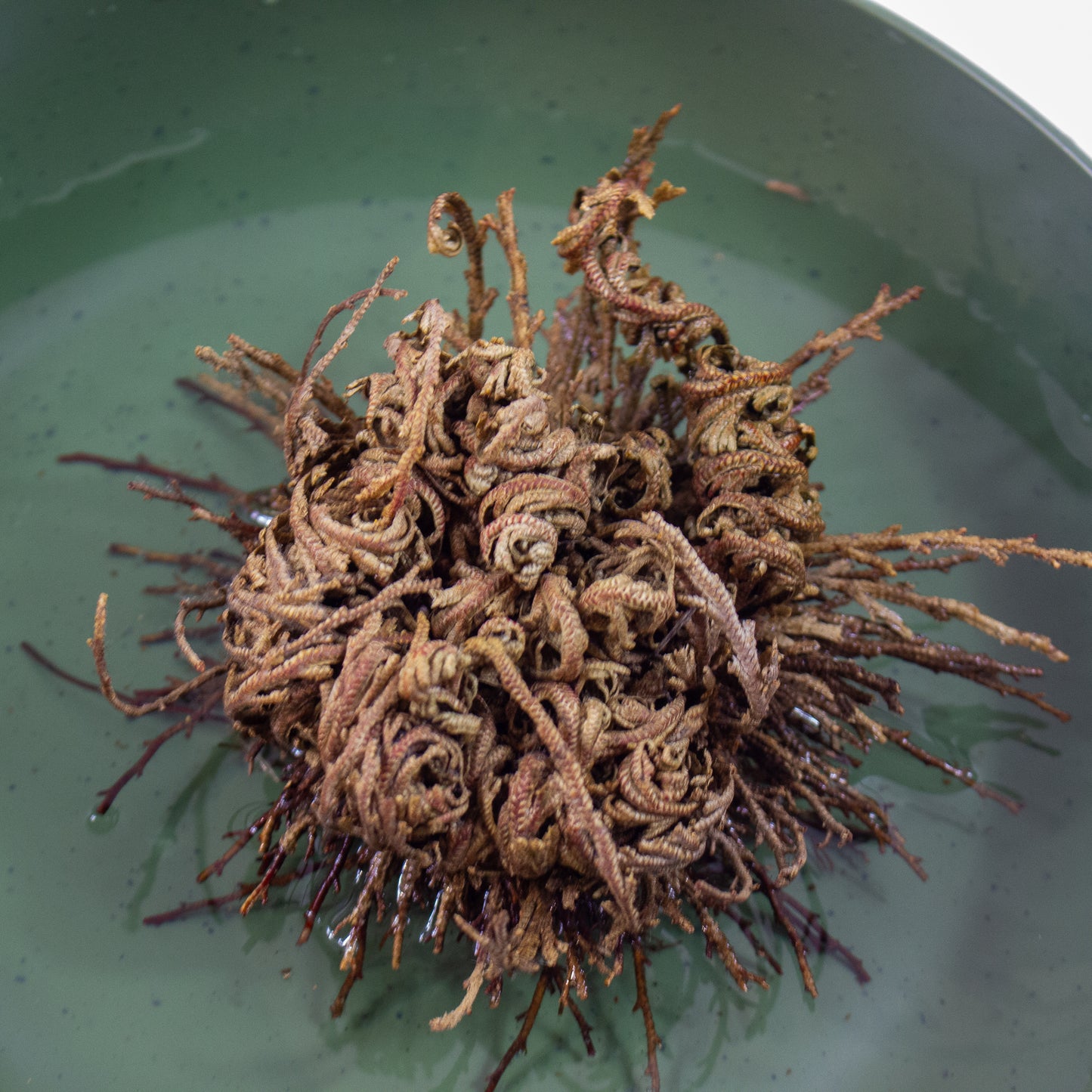 Selaginella lepidophylla - Rose of Jericho