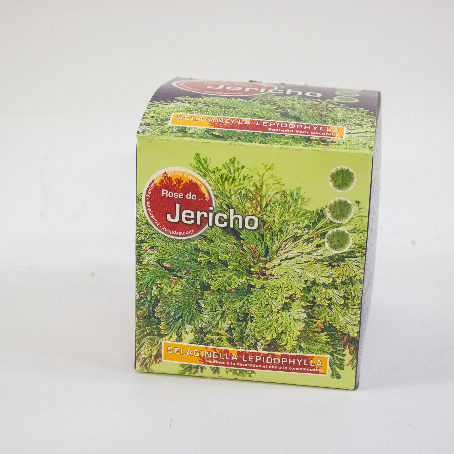 Selaginella lepidophylla - Rose of Jericho