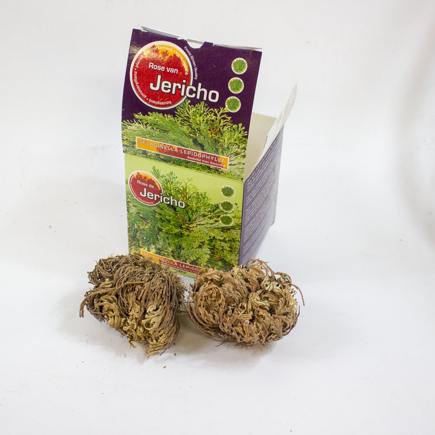 Selaginella lepidophylla - Rose of Jericho