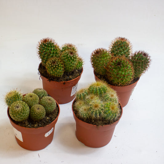 Ball cactus Mix Choose one from our selection 10.5cm H14cm