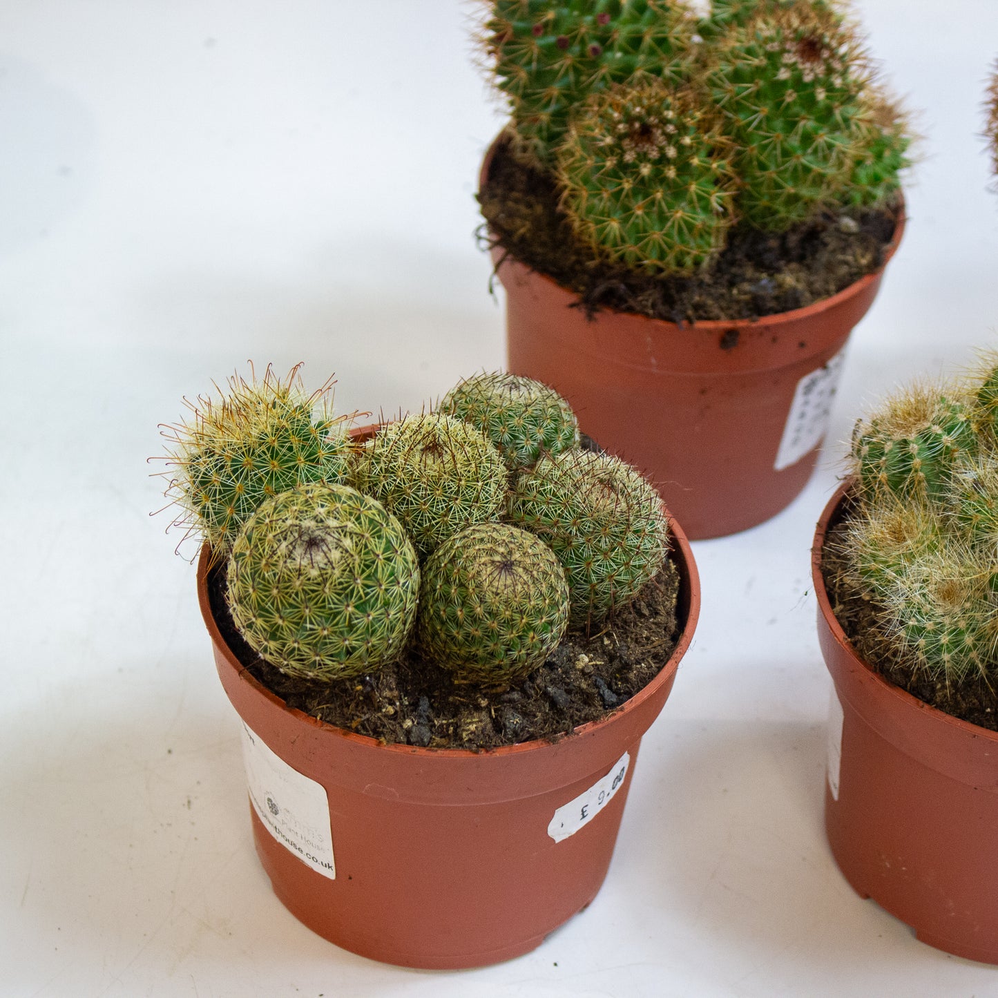 Ball cactus Mix Choose one from our selection 10.5cm H14cm