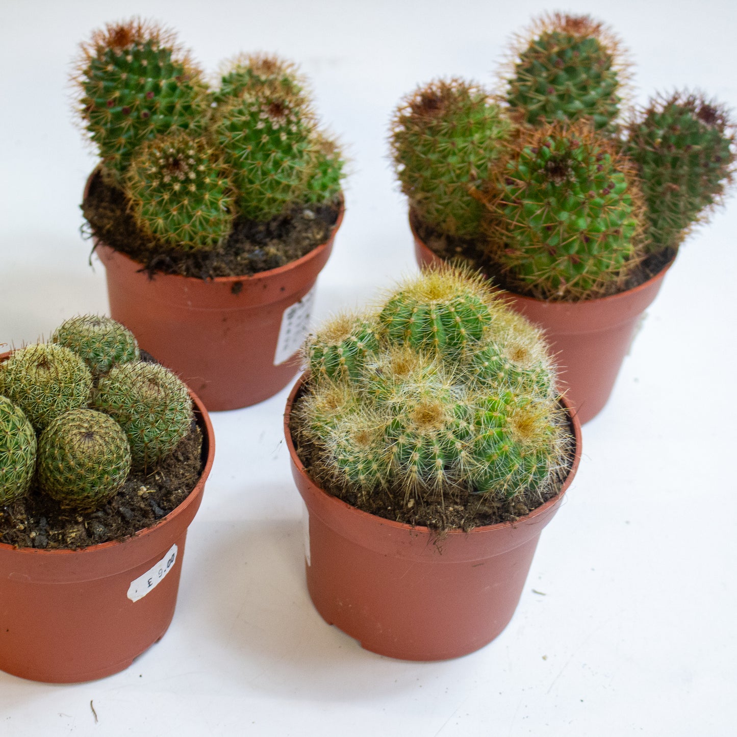 Ball cactus Mix Choose one from our selection 10.5cm H14cm