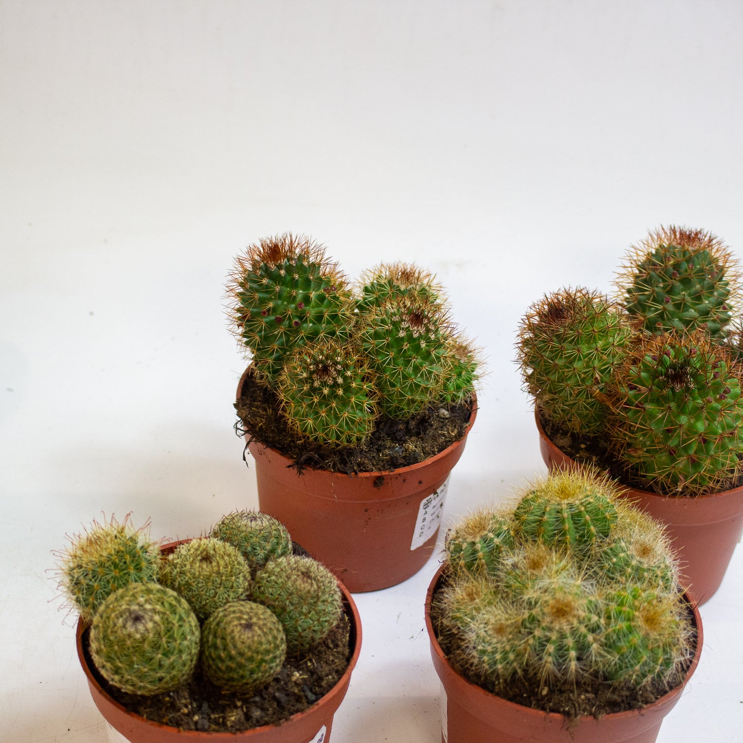 Ball cactus Mix Choose one from our selection 10.5cm H14cm