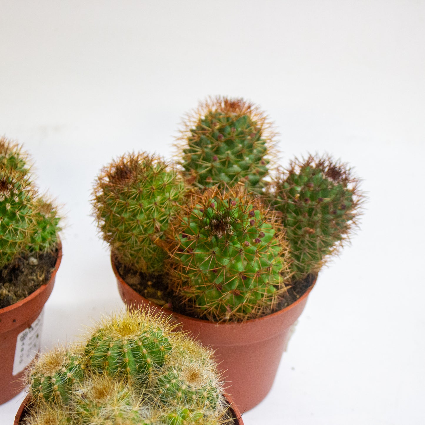Ball cactus Mix Choose one from our selection 10.5cm H14cm