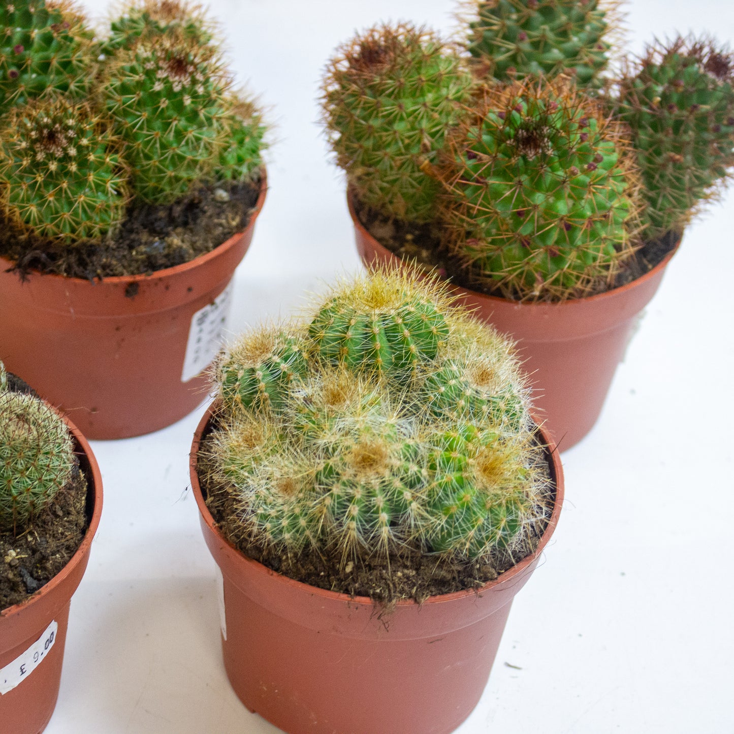 Ball cactus Mix Choose one from our selection 10.5cm H14cm