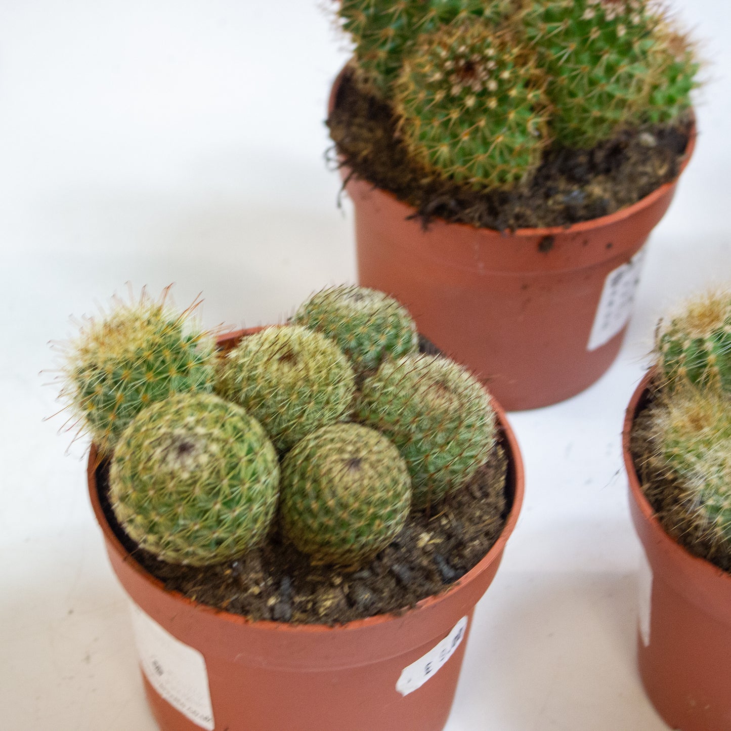 Ball cactus Mix Choose one from our selection 10.5cm H14cm