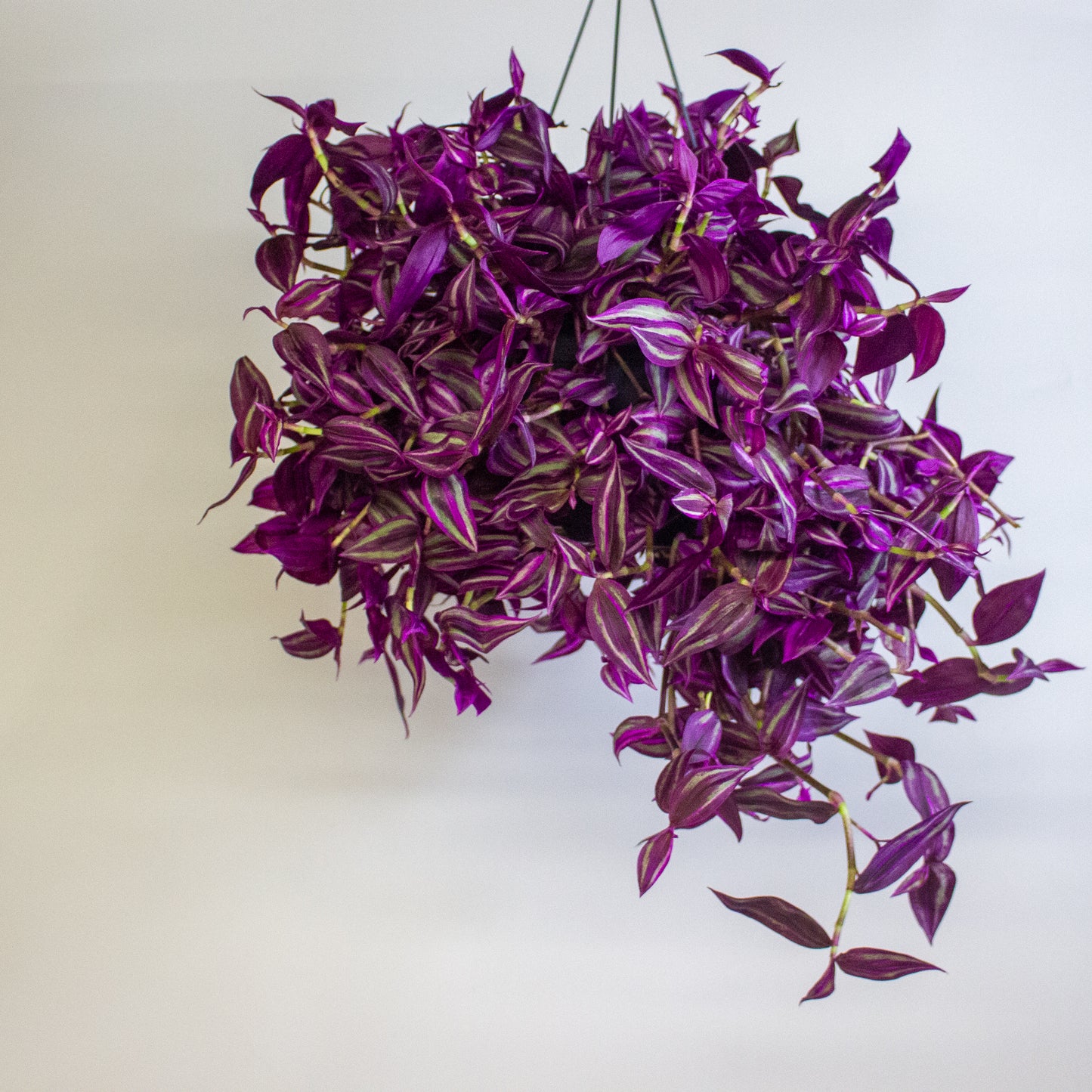 Tradescantia fluminensis Pink Paradise 17cm H30cm