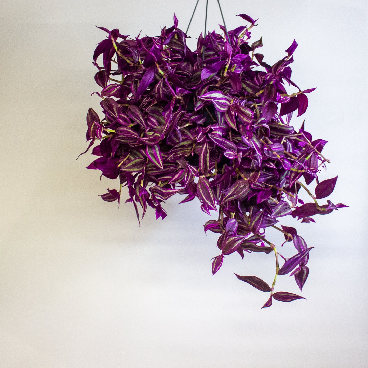 Tradescantia fluminensis Pink Paradise 17cm H30cm