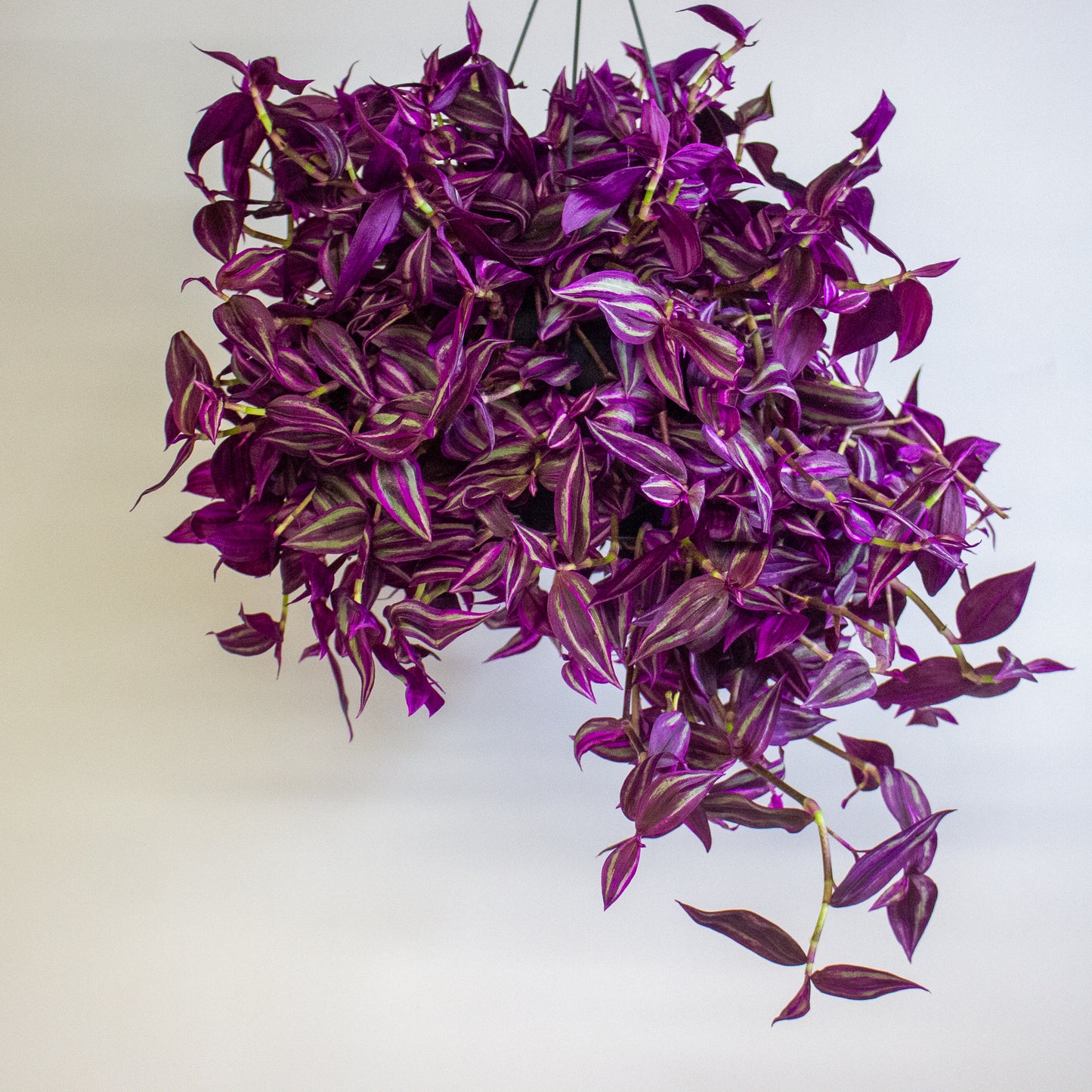 Tradescantia fluminensis Pink Paradise 17cm H30cm