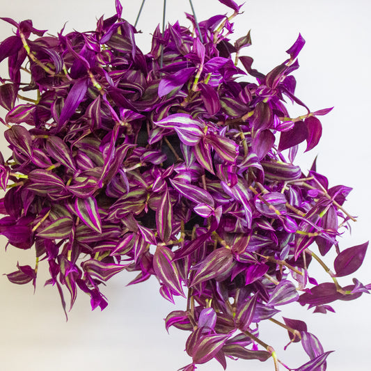 Tradescantia fluminensis Pink Paradise 17cm H30cm