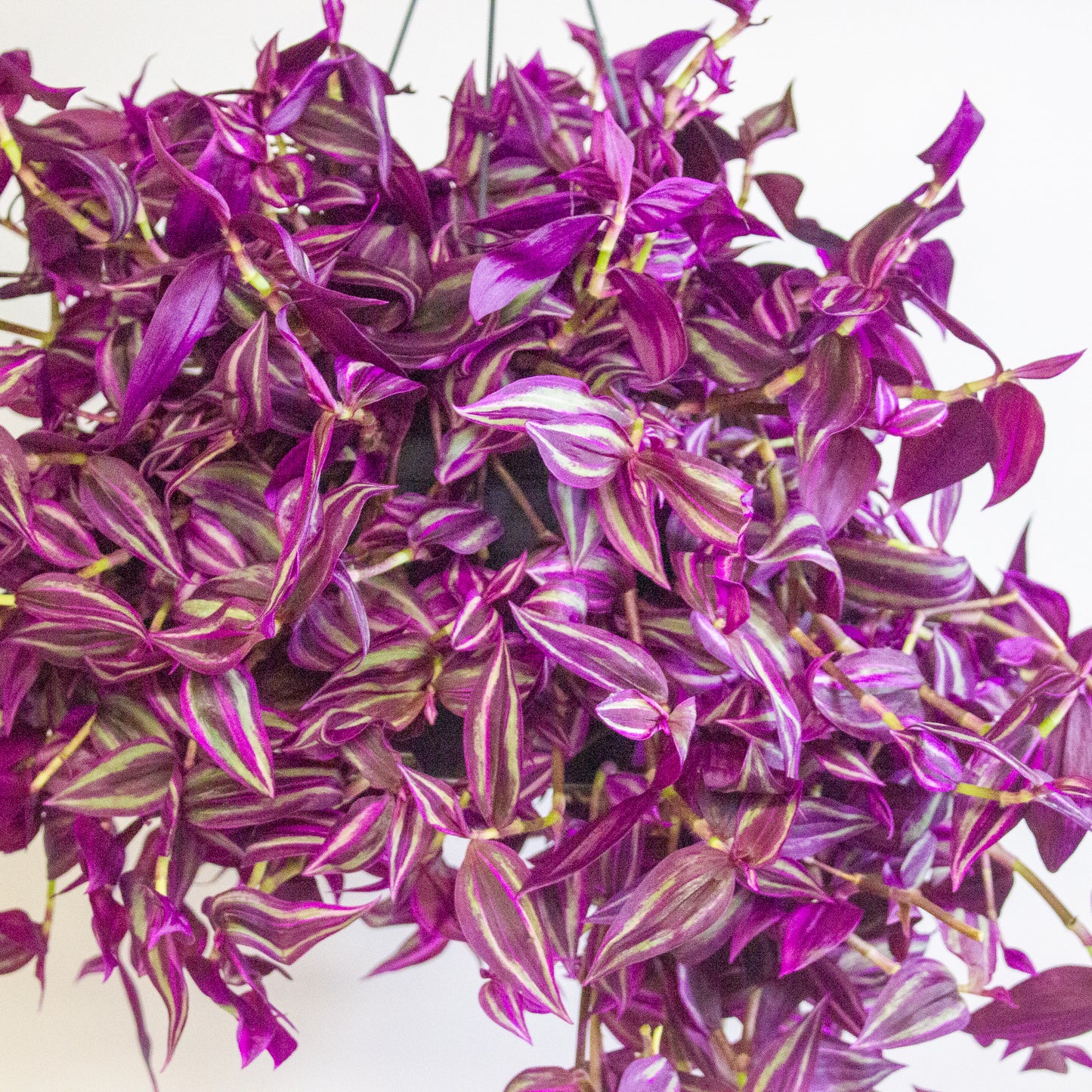 Tradescantia fluminensis Pink Paradise 17cm H30cm
