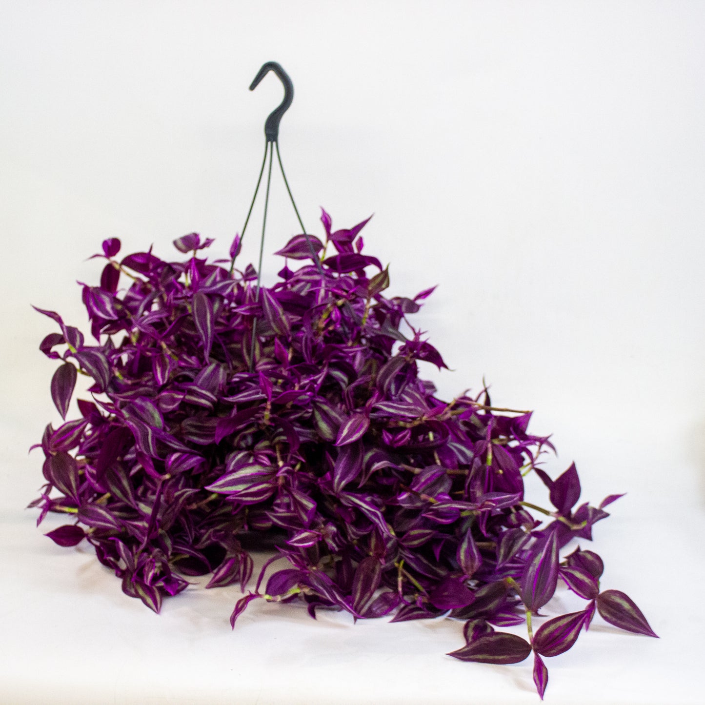 Tradescantia fluminensis Pink Paradise 17cm H30cm