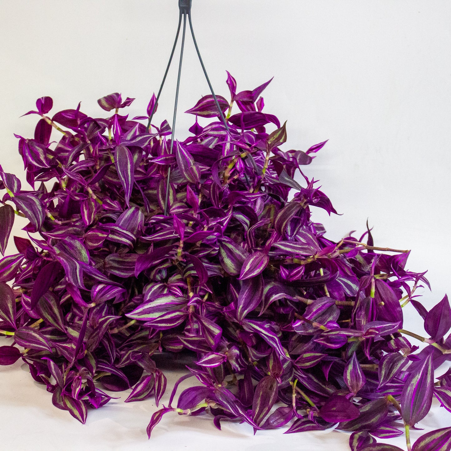 Tradescantia fluminensis Pink Paradise 17cm H30cm