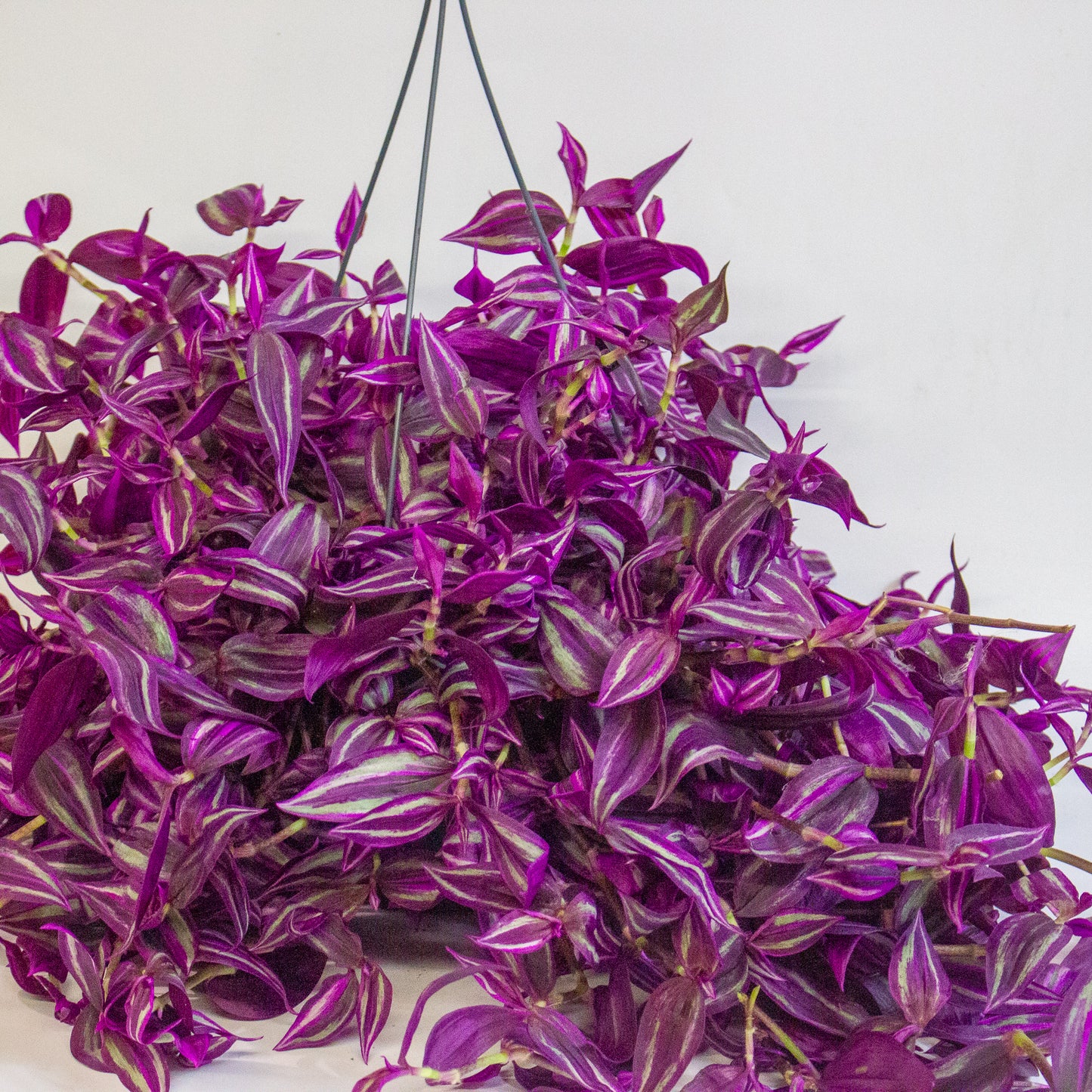 Tradescantia fluminensis Pink Paradise 17cm H30cm