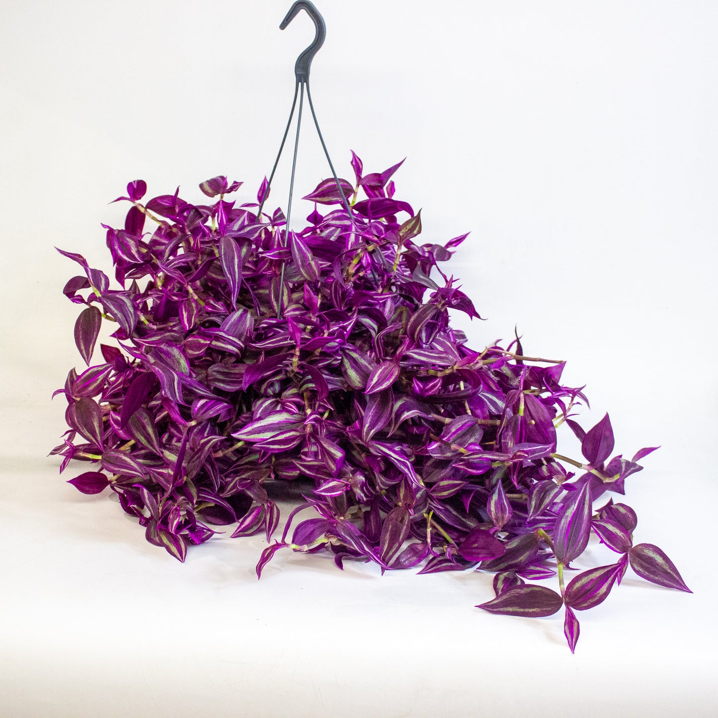 Tradescantia fluminensis Pink Paradise 17cm H30cm