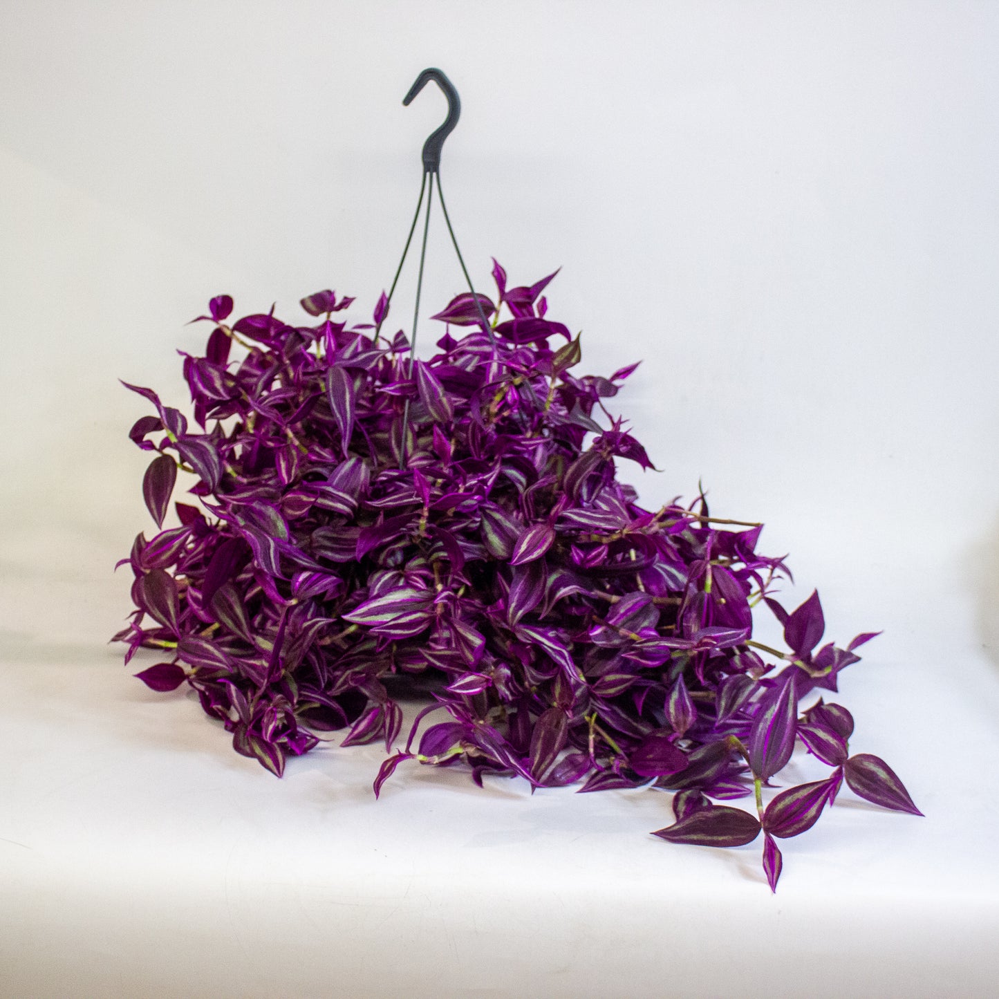 Tradescantia fluminensis Pink Paradise 17cm H30cm