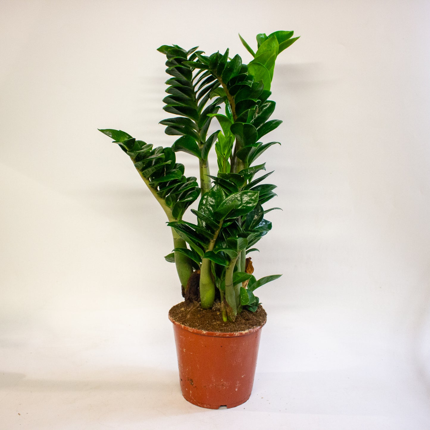 Zamioculcas zamiifolia Zenzi 17cm H55cm