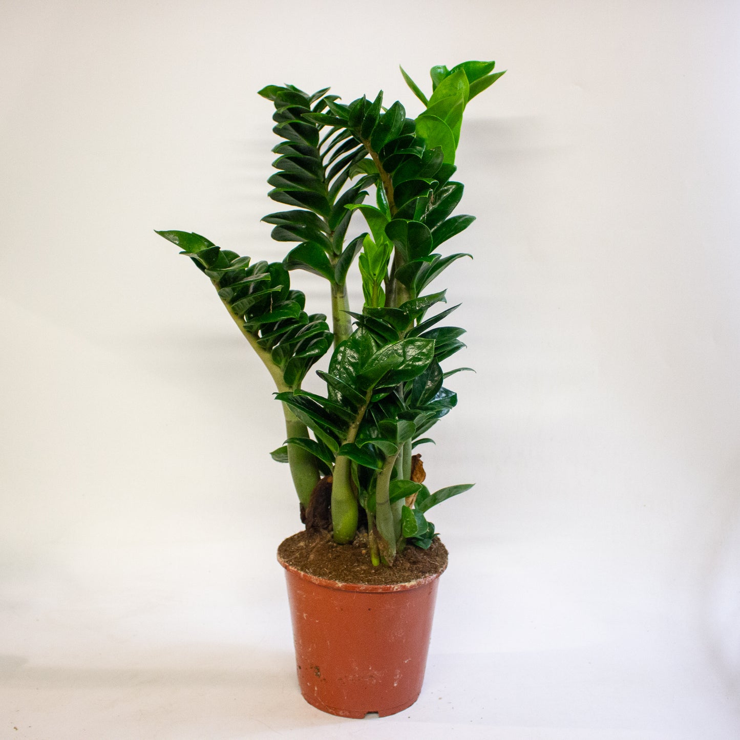 Zamioculcas zamiifolia Zenzi 17cm H55cm