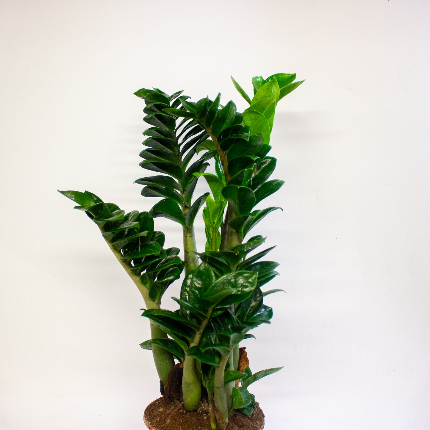 Zamioculcas zamiifolia Zenzi 17cm H55cm