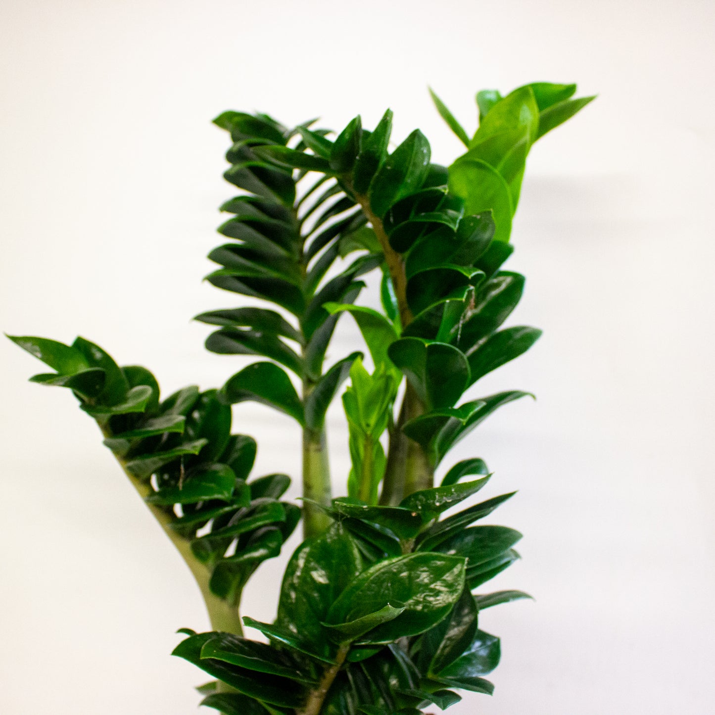 Zamioculcas zamiifolia Zenzi 17cm H55cm