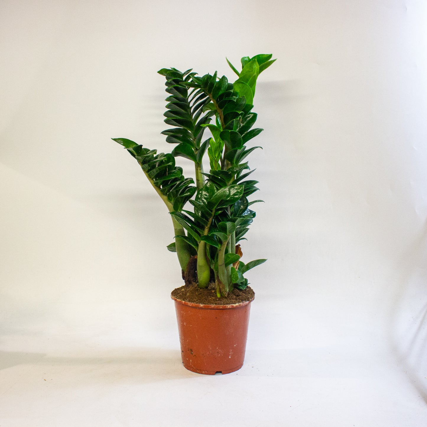 Zamioculcas zamiifolia Zenzi 17cm H55cm
