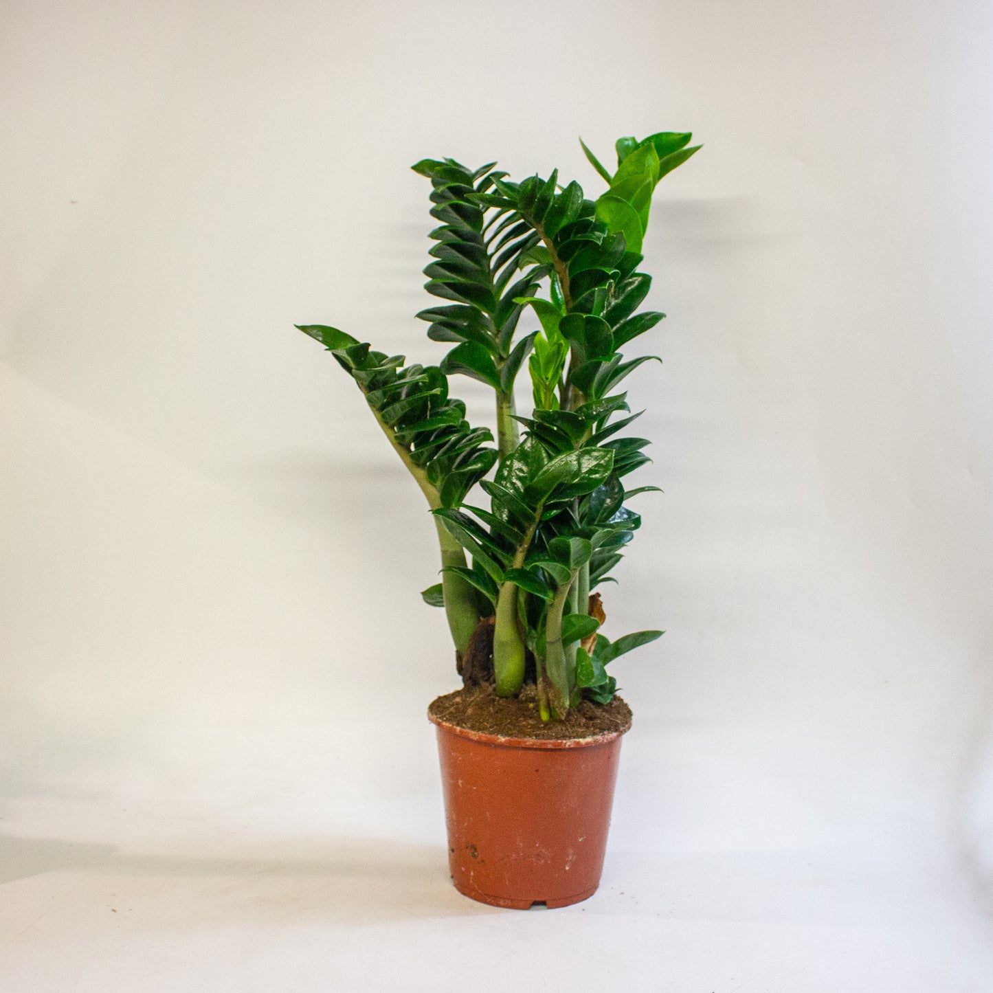 Zamioculcas zamiifolia Zenzi 17cm H55cm