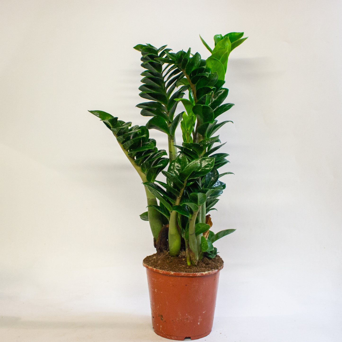 Zamioculcas zamiifolia Zenzi 17cm H55cm