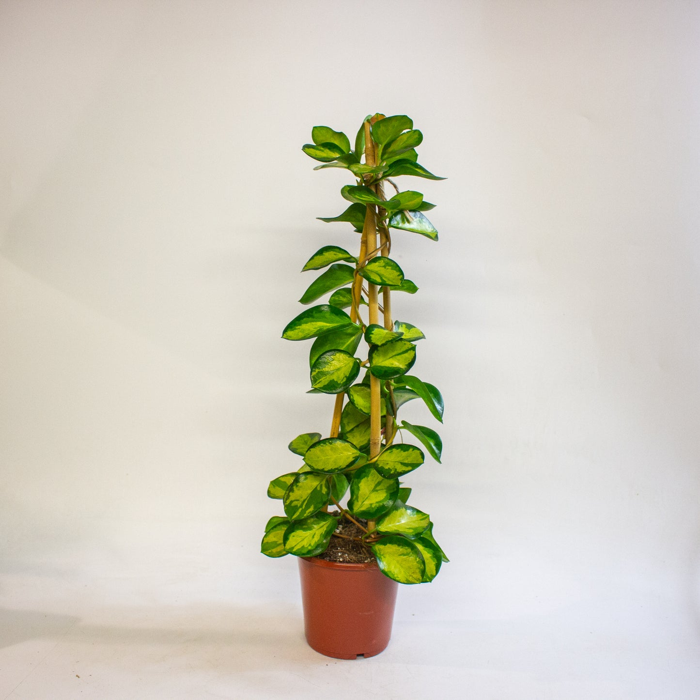 Hoya Blondie 15cm H60cm