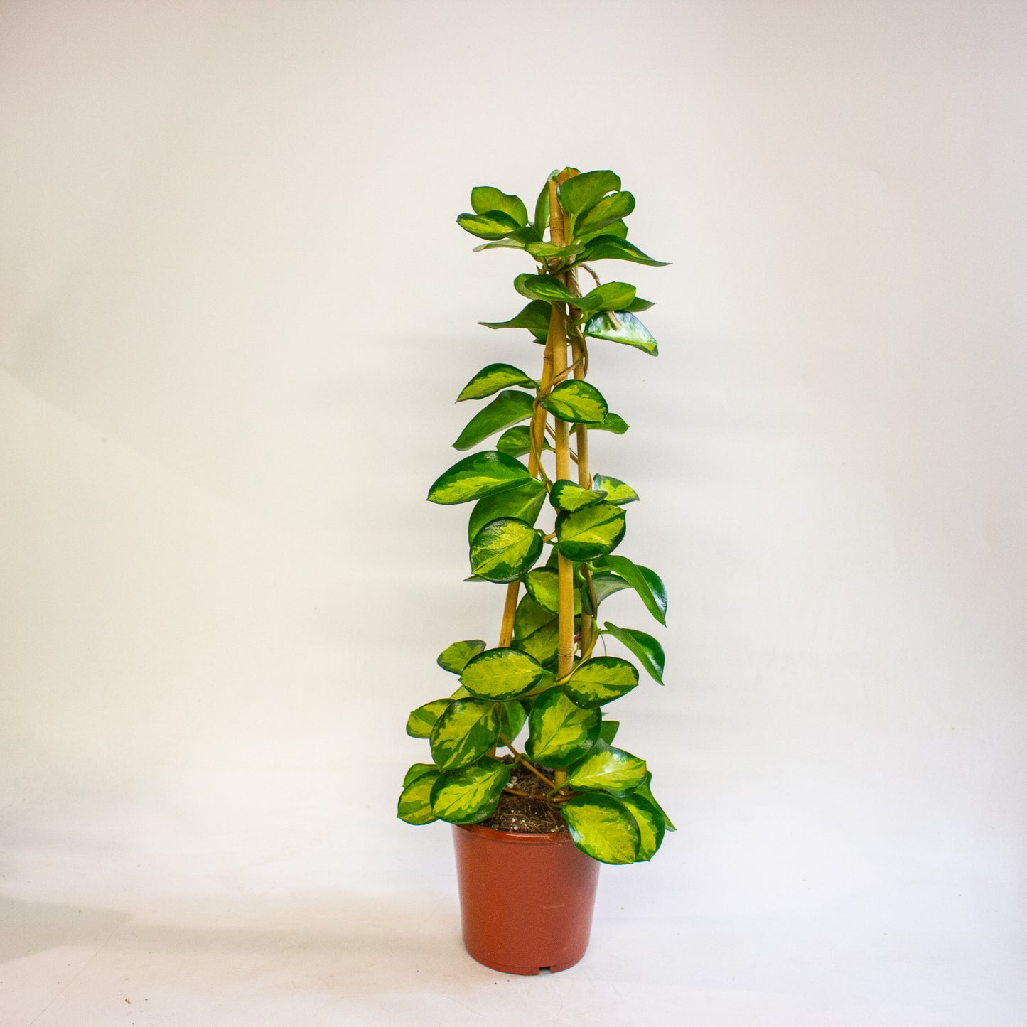Hoya Blondie 15cm H60cm