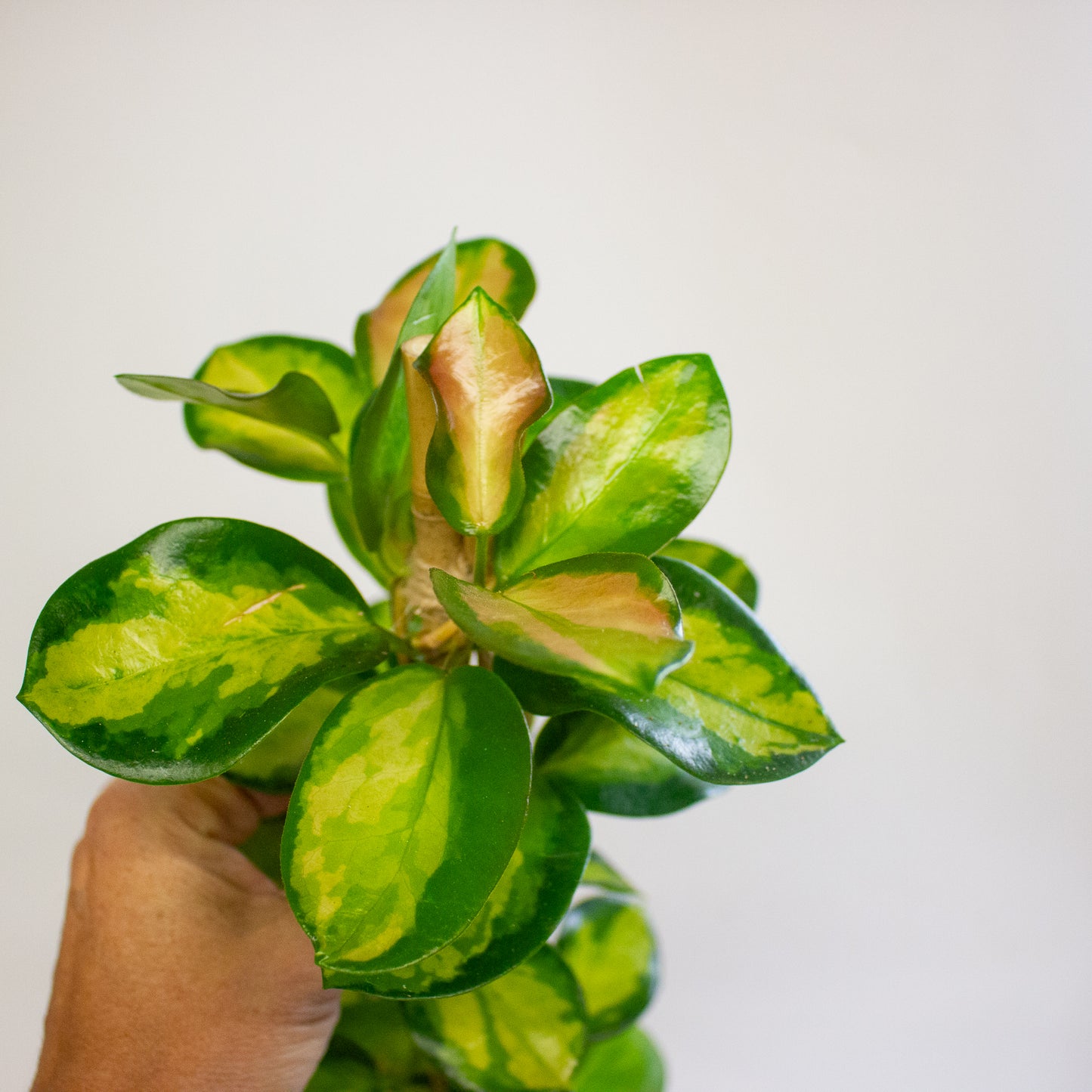 Hoya Blondie 15cm H60cm