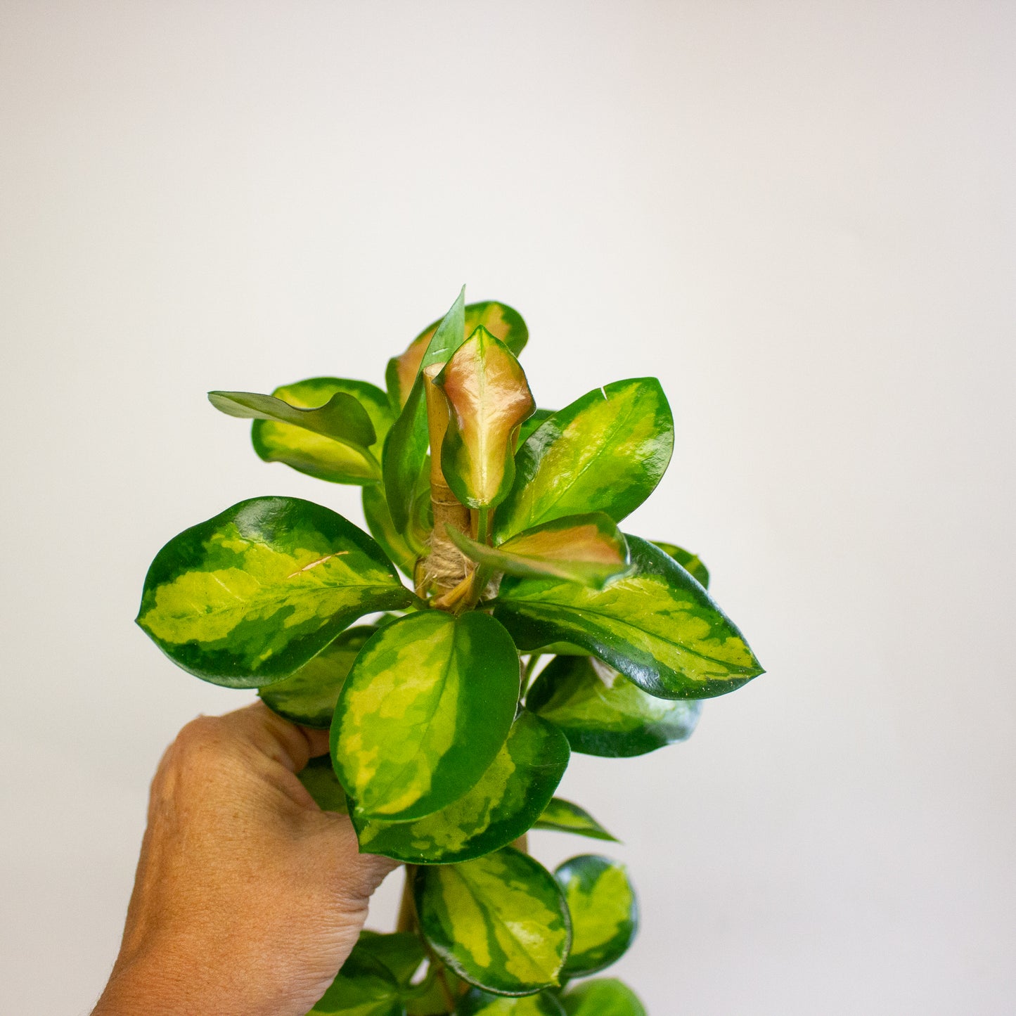 Hoya Blondie 15cm H60cm