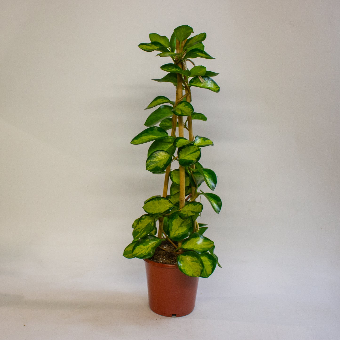 Hoya Blondie 15cm H60cm