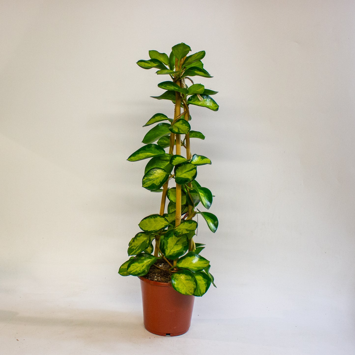 Hoya Blondie 15cm H60cm