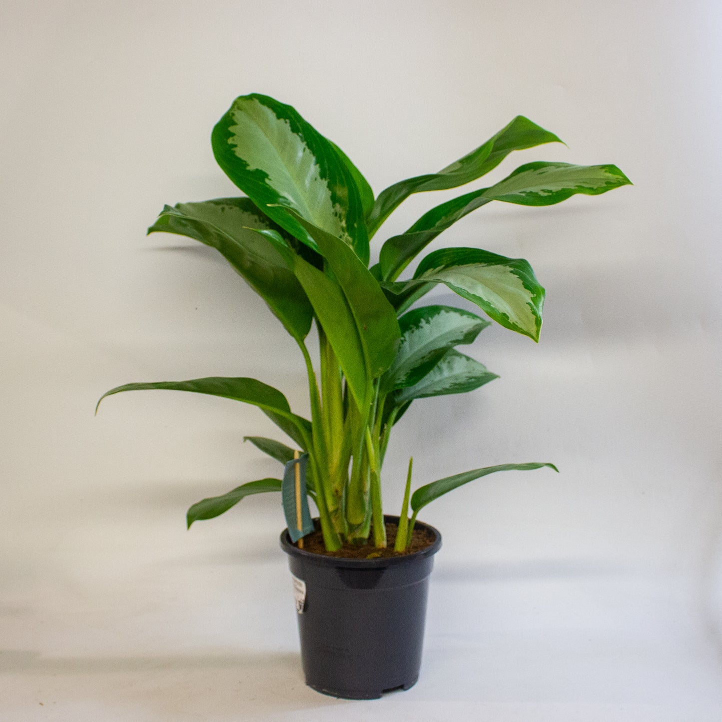Aglaonema Diamond Bay 17cm H60cm
