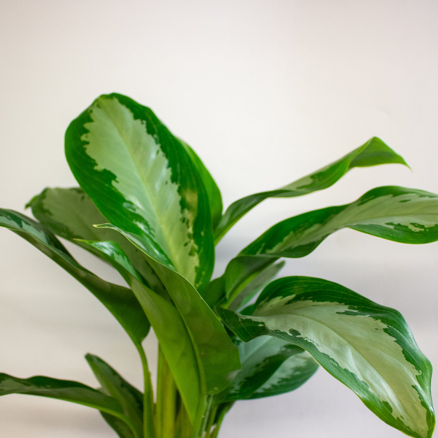 Aglaonema Diamond Bay 17cm H60cm