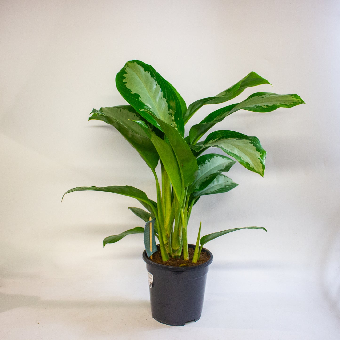 Aglaonema Diamond Bay 17cm H60cm