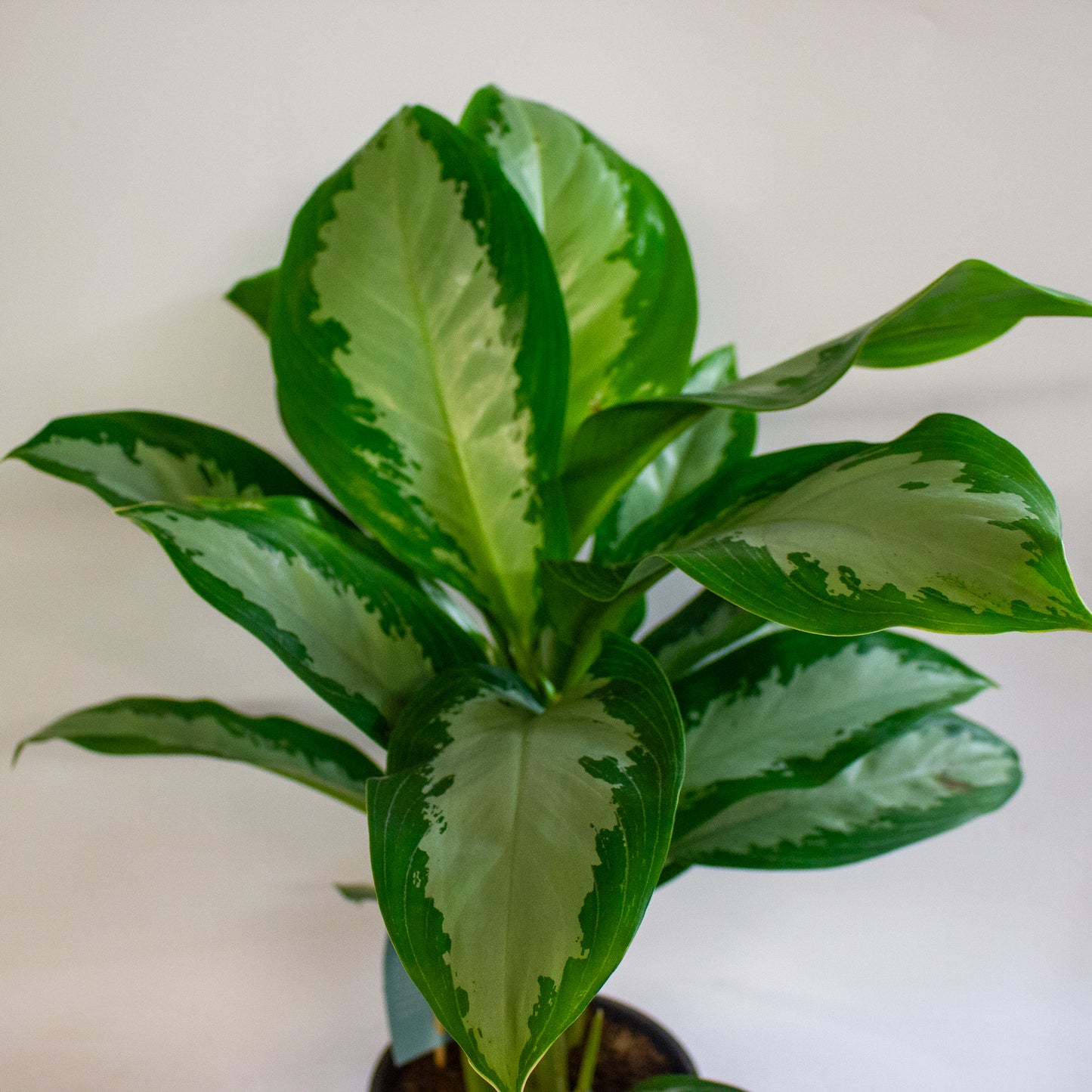 Aglaonema Diamond Bay 17cm H60cm