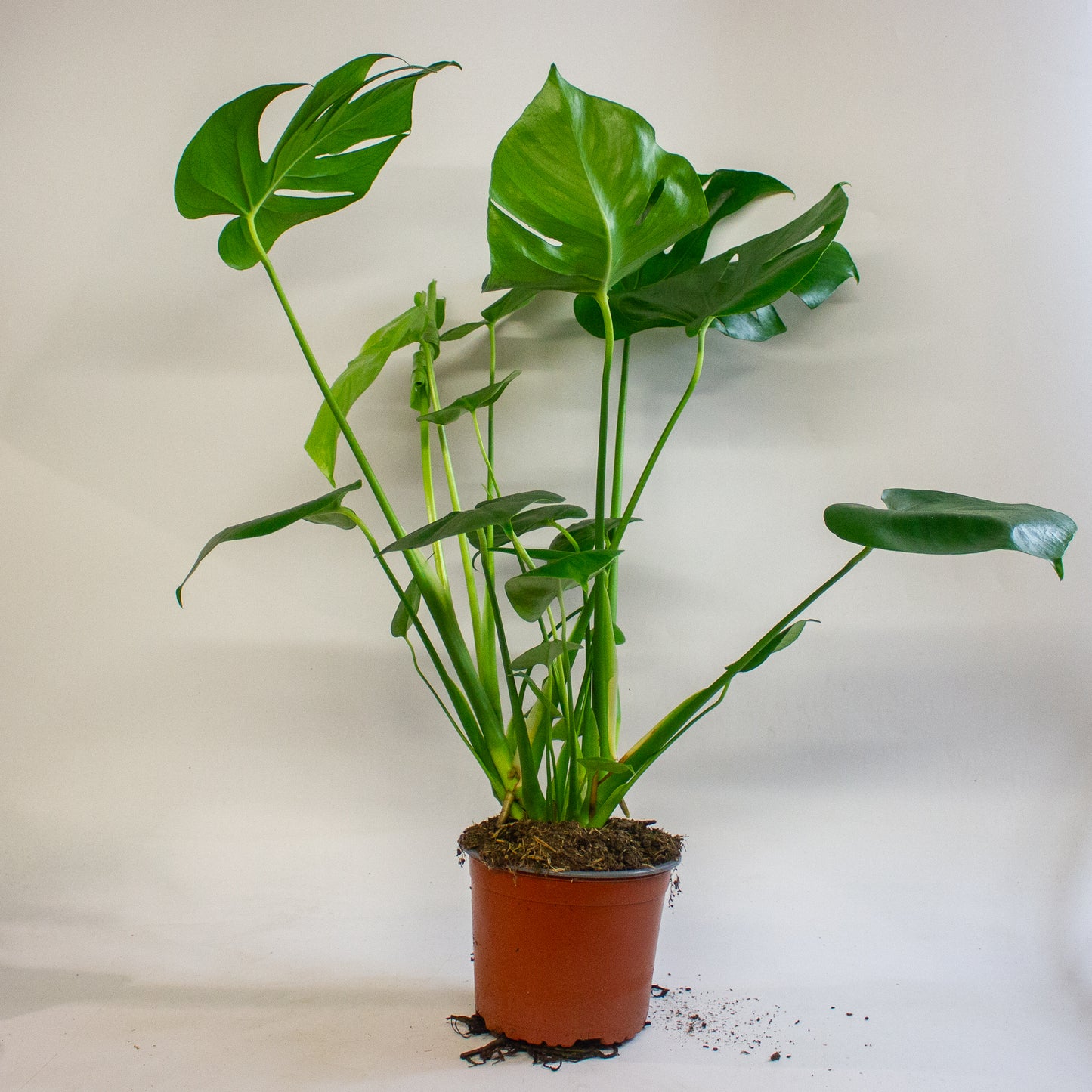 Monstera Deliciosa 17cm H60cm