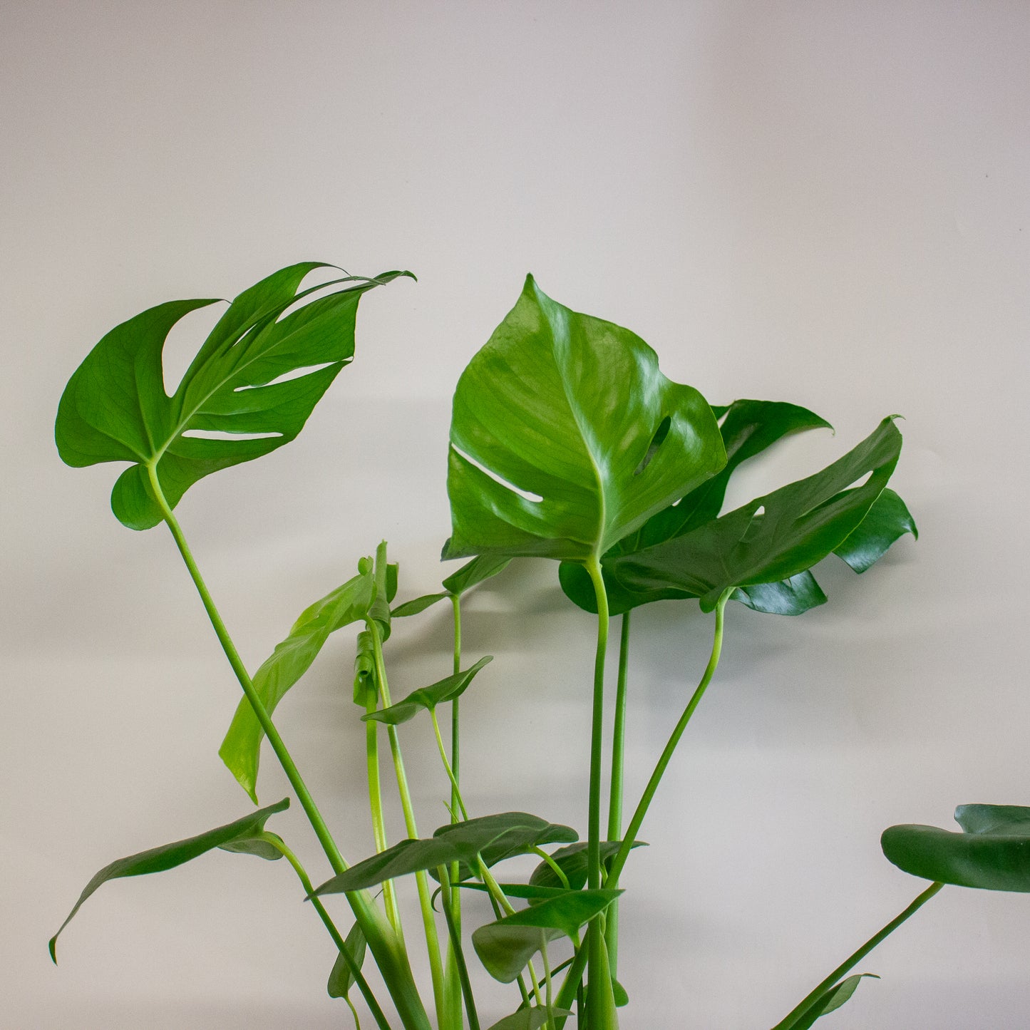 Monstera Deliciosa 17cm H60cm