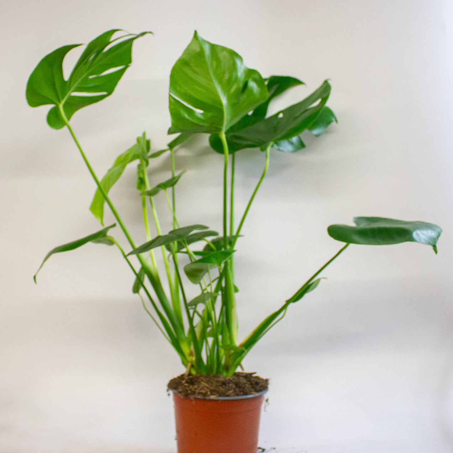 Monstera Deliciosa 17cm H60cm