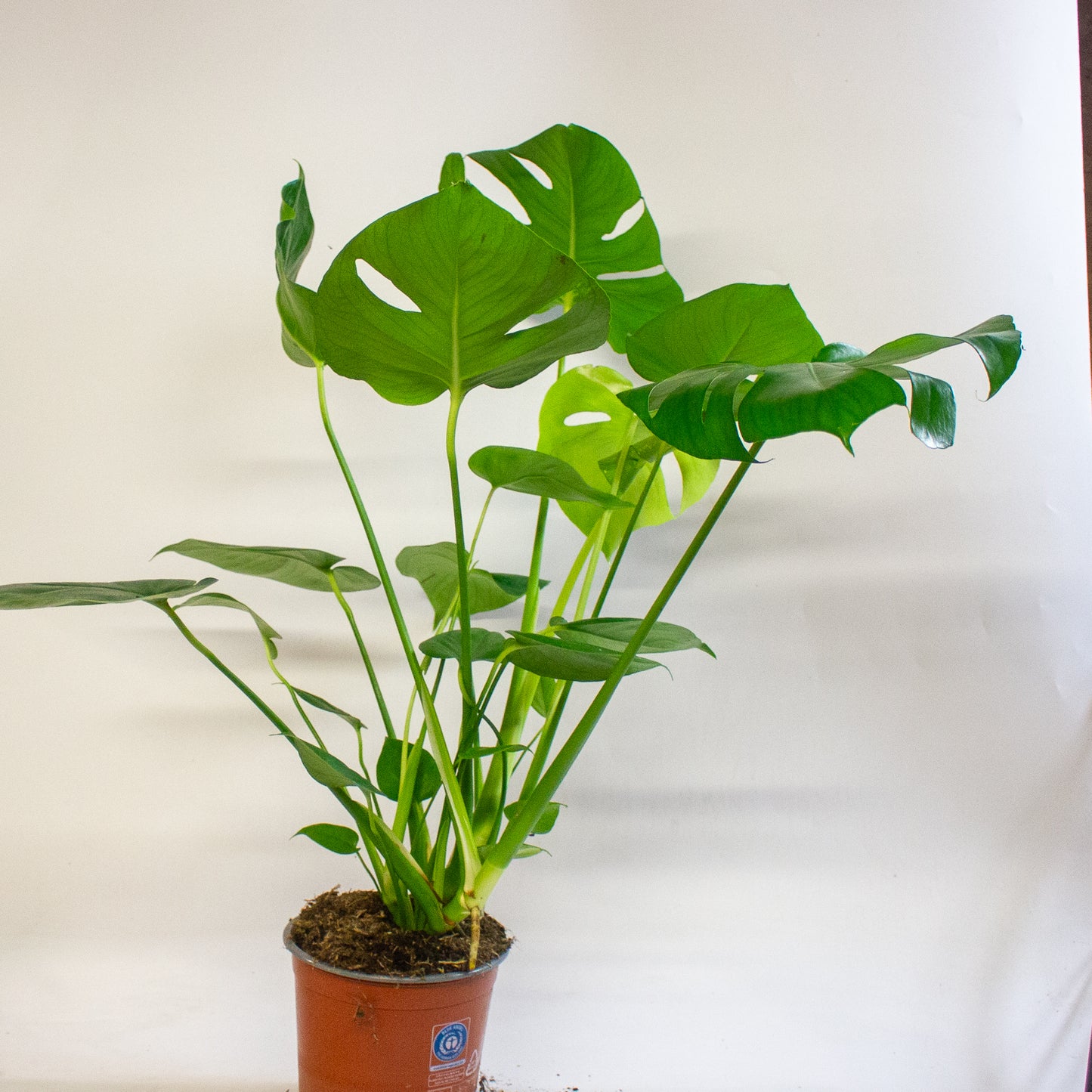 Monstera Deliciosa 17cm H60cm