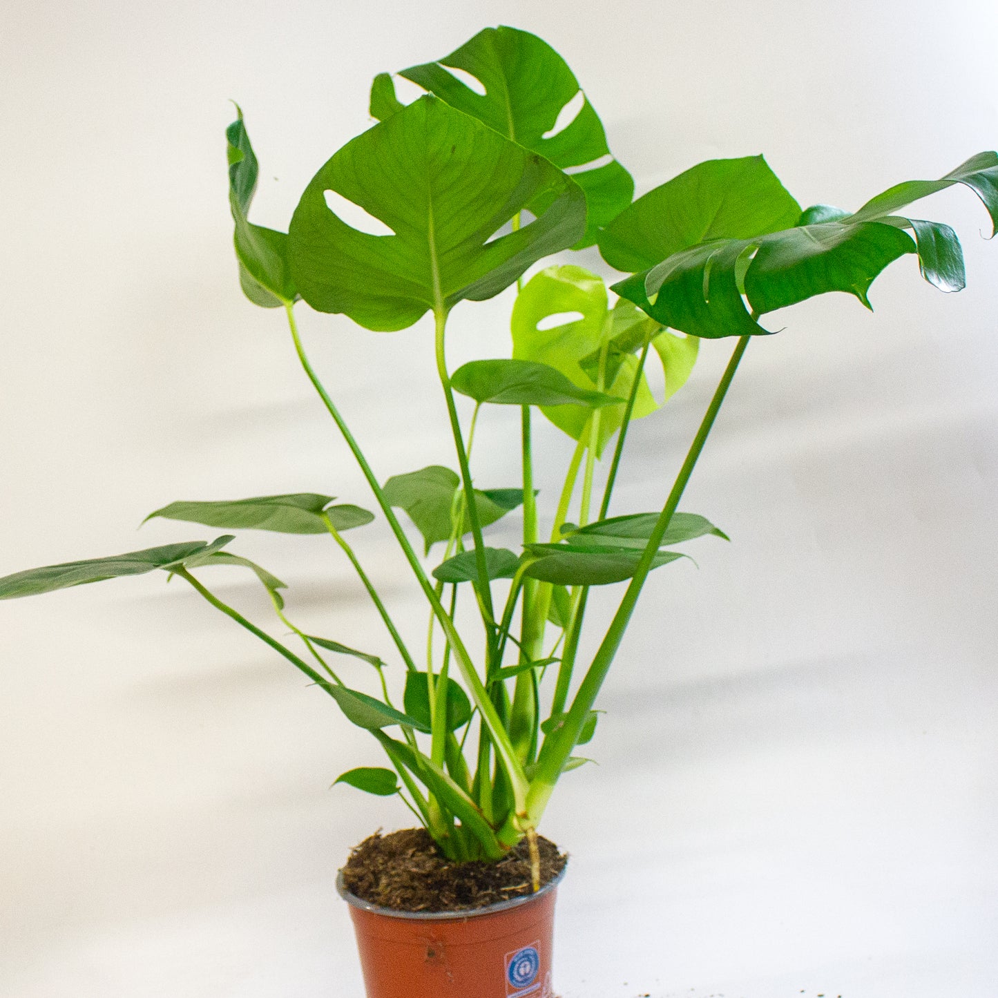 Monstera Deliciosa 17cm H60cm