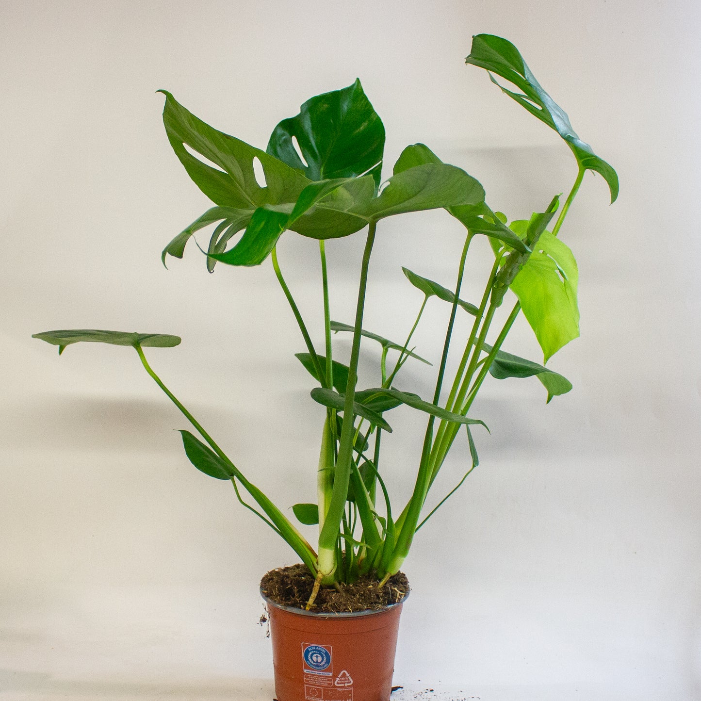 Monstera Deliciosa 17cm H60cm
