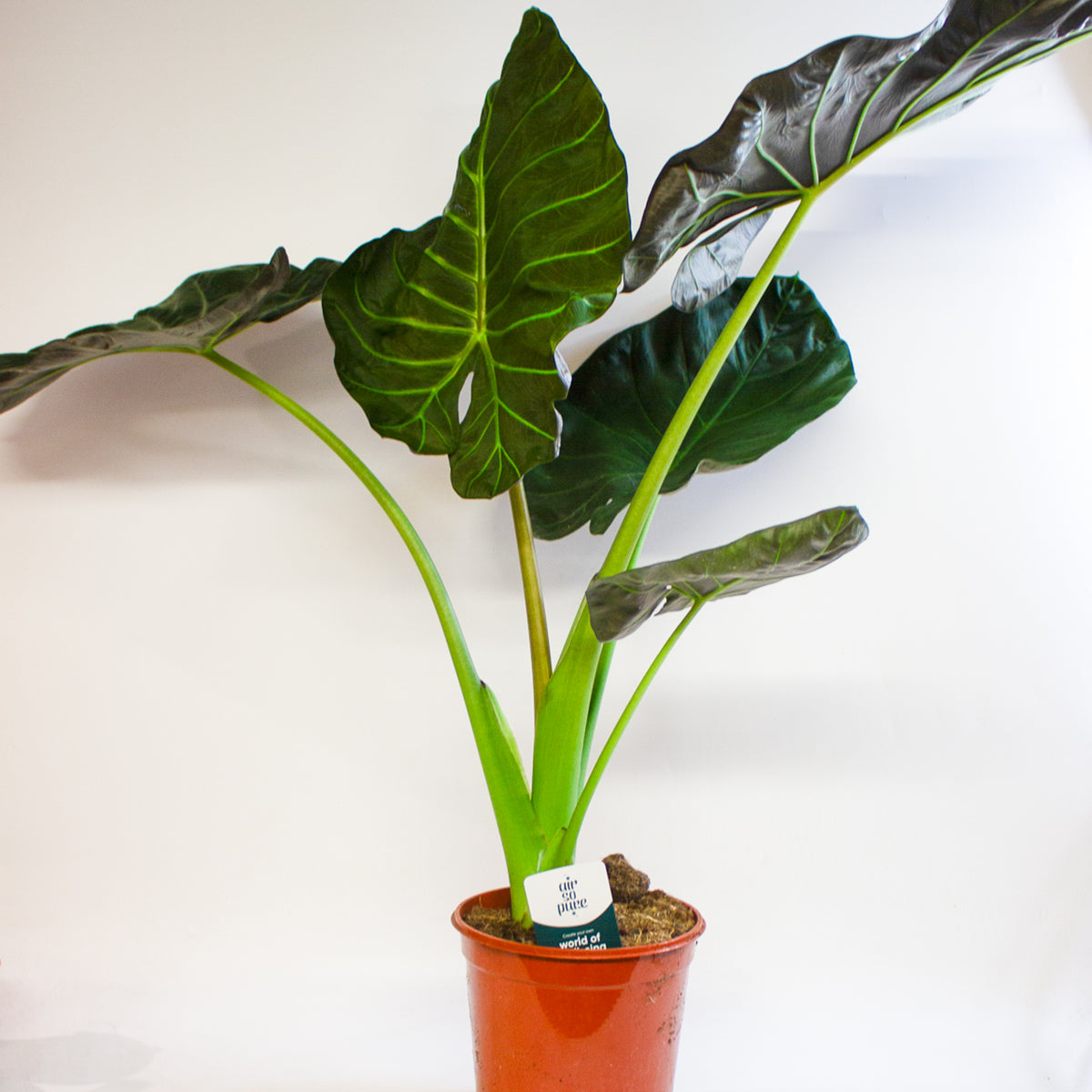 Alocasia Regal Shield 21cm H60cm