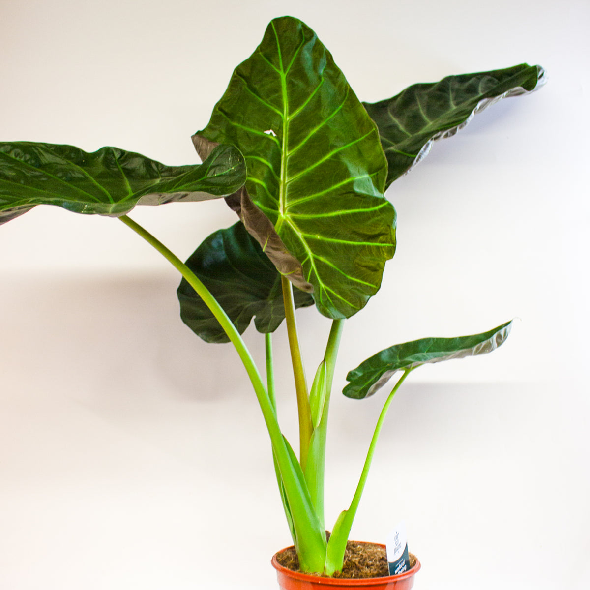 Alocasia Regal Shield 21cm H60cm