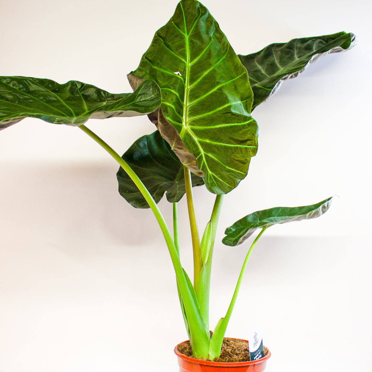 Alocasia Regal Shield 21cm H60cm